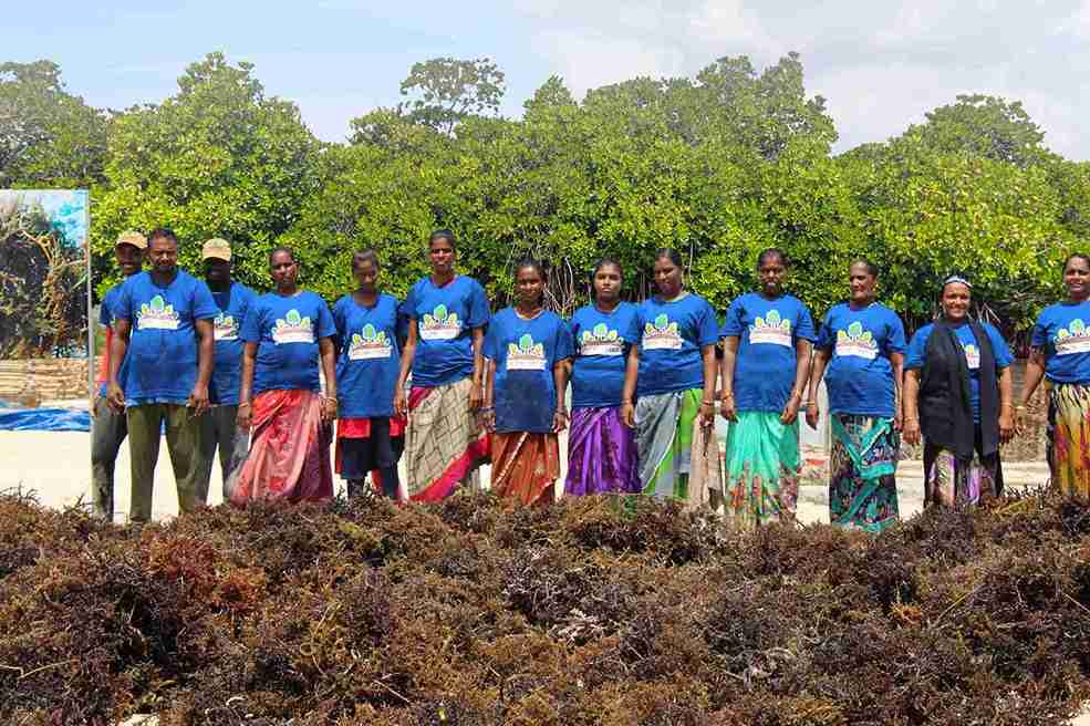 seawood cultivation 12